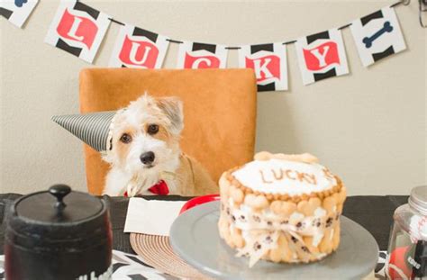 5 Dog Birthday Parties Better Than Yours Healthy Paws Pet Insurance