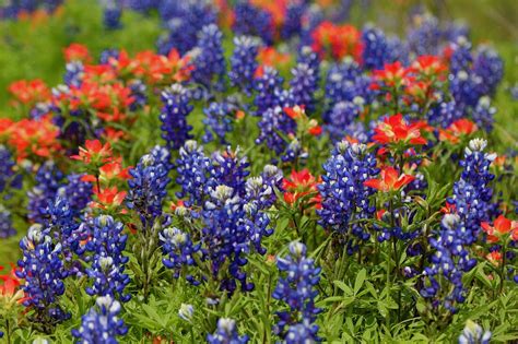 Wildflowers Of Central Texas Gardening Austin