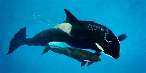 Kyara Last Killer Whale Born In Captivity At A Seaworld Park Dies At