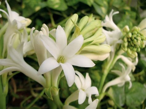 The Tuberose Is A Wonderfully Fragrant Flower You Can Grow From A Bulb