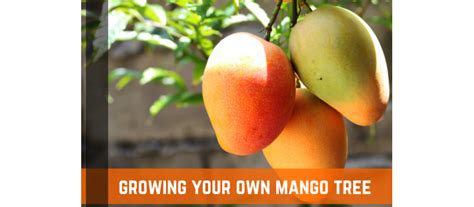 How To Grow Your Own Mango Tree Planting Care And Harvest Farm