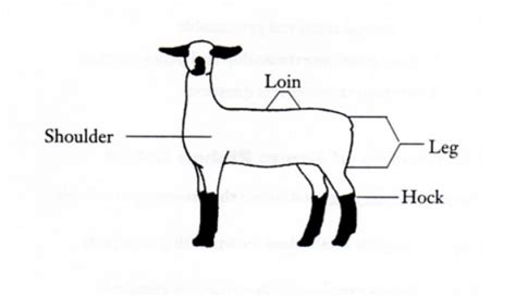 You need to first understand all the forces acting on the object and then represent these force by arrows in. Sheep Exhibitor's Project Guide (5-6 Years of Age) | NC ...