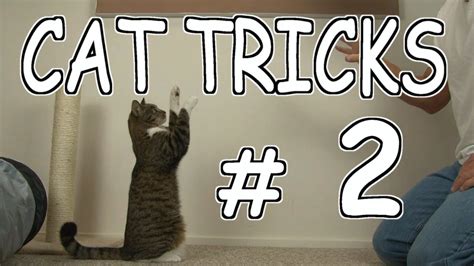 Cat Tricks 2 Youtube