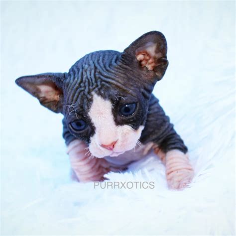 Tuxedo Girl Available Sphynx Kittens Sphynx Kittens For Sale