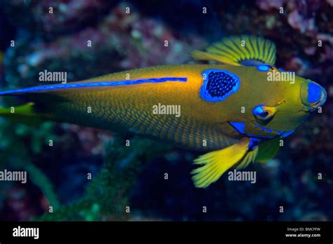 Queen Angelfish Holacanthus Ciliaris St Peter And St Pauls Rocks