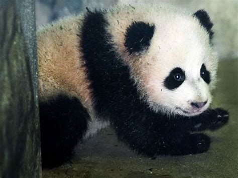 So Cute Baby Panda Bao Bao Debuts At Dc Zoo
