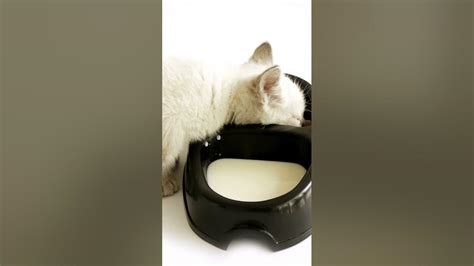 White Cute Kitten Eats Greedily Youtube