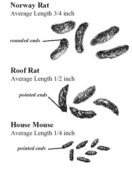 As nouns the difference between predator and parasite. Rodent Fecal Pellets, Rodent Droppings