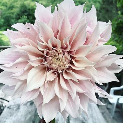 May you somehow just know that which i cannot explain. Dahlia love forever! | Blommor, Växter