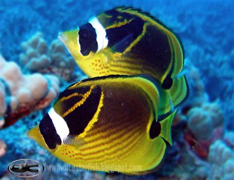 Hewan ini telah lama merupakan salah satu hewan peliharaan yang penting secara ekonomis dan historis, dan telah memegang peranan penting dalam pengangkutan orang dan barang selama ribuan tahun. Dicostarfish: Kepe Gajah - Racoon Butterflyfish ...