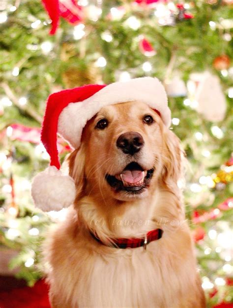 Golden Golden Retriever Christmas Puppy Hug Christmas Dog