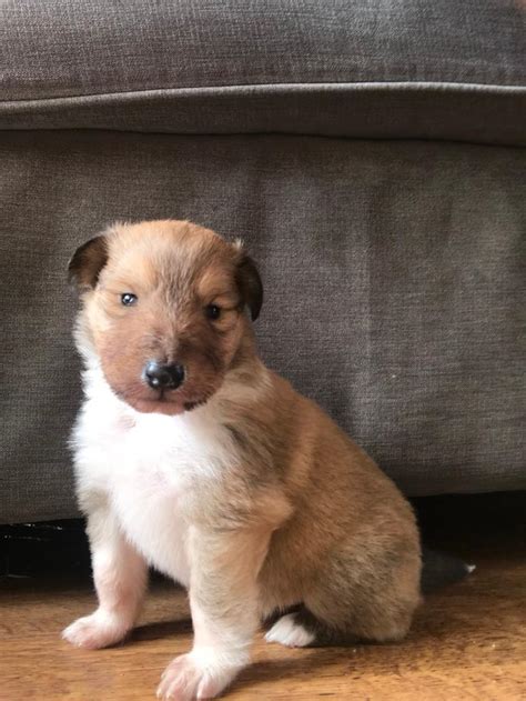 Rough collie puppy for sale | in Redcar, North Yorkshire | Gumtree