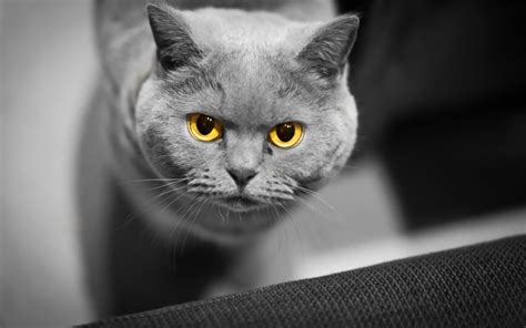 Wallpaper Face Eyes Nose Whiskers Russian Blue British Shorthair
