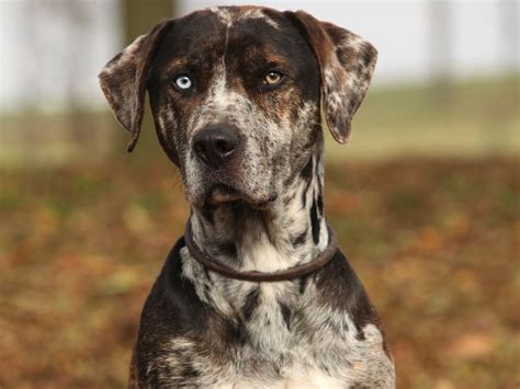 What can have an influence on doge price? Catahoula Leopard Dog History, Personality, Appearance ...