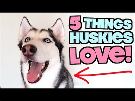 How To Know Your Husky Loves You