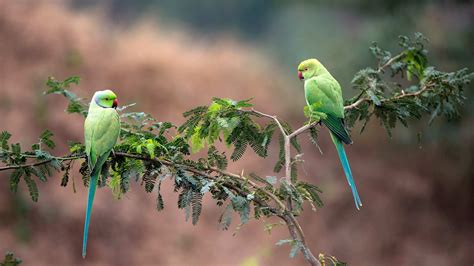 Parrots India Bing Wallpaper Download