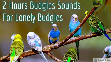 2 Hours Budgies Sound Budgie Sound For Lonely Budgies Budgies