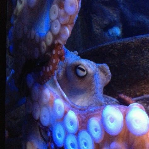 Octapus Ocean Creatures Octopus Art Mermaid Under The Sea