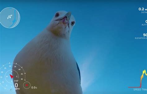 A Seagull Stole A Gopro And Created Some Epic Drone Footage