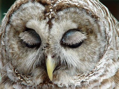 Owl Eyelashes And Eyes On Pinterest