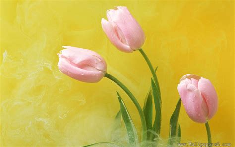 Tulip Flower Wallpapers Free Download Wallpaperswindows Xp