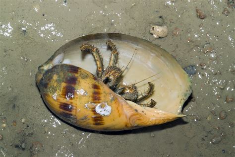 Orange Striped Hermit Crab Clibanarius Infraspinatus Wit Flickr
