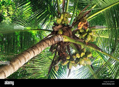 Coconut Tree Hi Res Stock Photography And Images Alamy