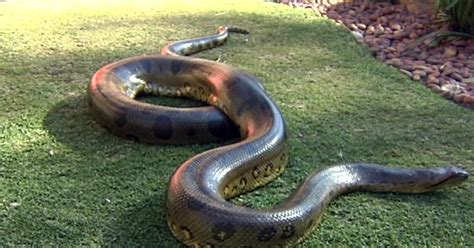 Largest Anaconda On Record Hunanax