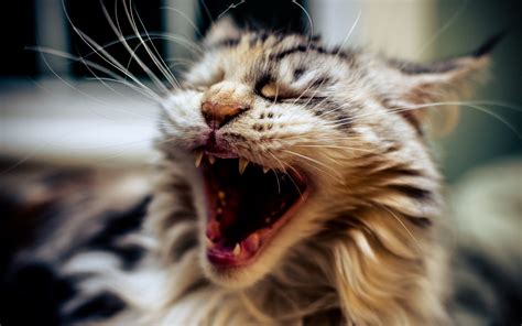 Cat Animals Open Mouth Closeup Yawning Wallpapers Hd Desktop And