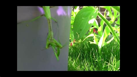 Female Praying Mantis Bites Head Off Mate Video Dailymotion