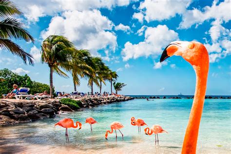 Aruba La Paradisíaca Isla Del Caribe Para Bucear Entre Peces Y