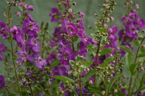 None this distinctive wren is unmistakable with its boldly patterned plumage , including the dark bib, spotted streaks on the underparts, and bold white eyebrow. 17 Annual Flowers for Year-Round Color | HGTV