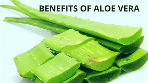 Aloe Vera Has Been Known To Mankind From Ancient Times Because Of Its