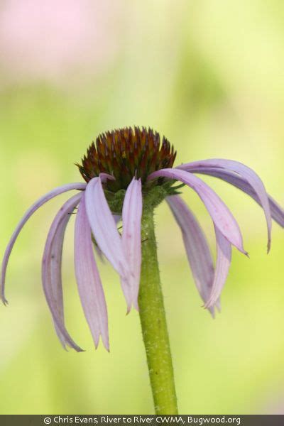 Echinacea Pallida Pale Purple Coneflower Izel Native Plants