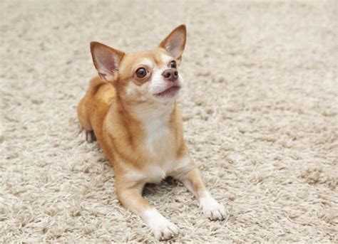 My Chihuahua Is Overweight And Drooling Dog Care Daily Puppy