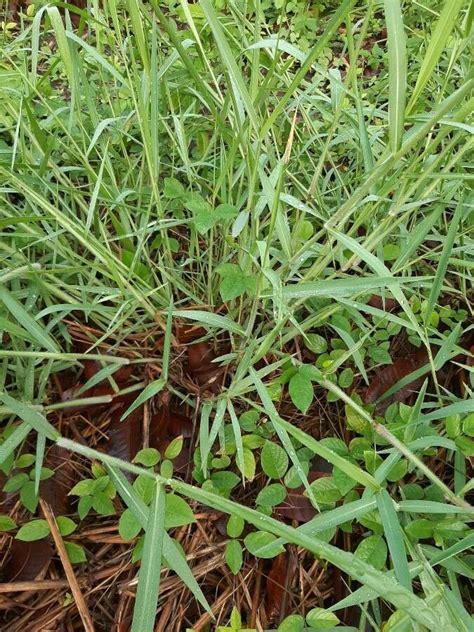 Brachiaria Mutica Forssk Stapf Para Grass Useful Plants Of Asia