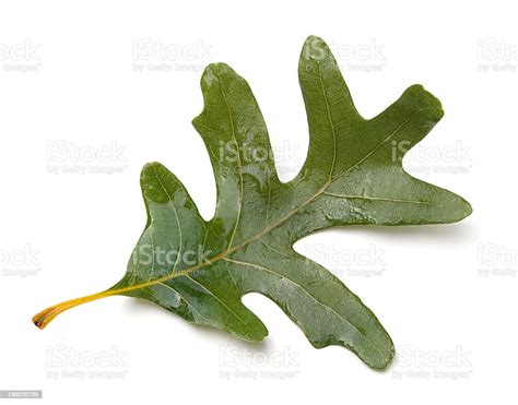 Oak Leaf Stock Photo Download Image Now White Oak Botany Cut Out