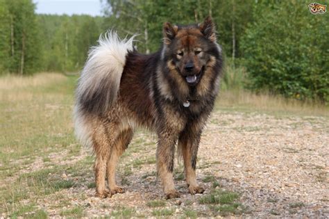 Eurasier Dog Breed Facts Highlights And Buying Advice