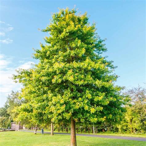 10 Fast Growing Trees To Fill Out Your Landscape Fast Growing Trees Growing Tree Shade Trees
