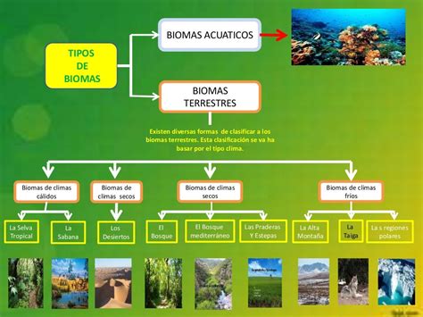 Los Tipos De Biomas Mapa Mental Mobile Legends Kulturaupice