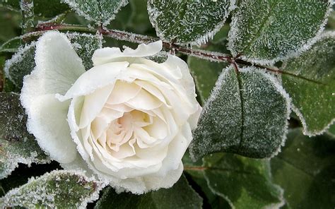 Frost Flower Flowers Rose