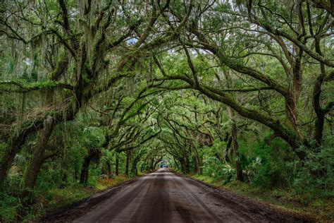 9 Beautiful Tree Tunnels And Where To Find Them In South Carolina