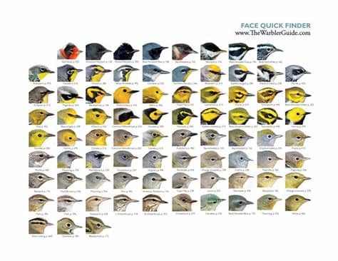 Follow backyard bird nerd on wordpress.com. Downloadable Quick Finders from The Warbler Guide | Bird ...