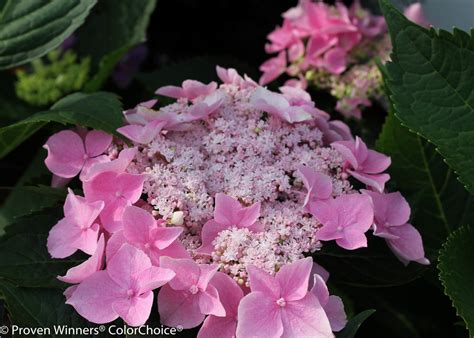 The let's dance hydrangea series represents the next generation of reblooming hydrangeas. Let's Dance® Starlight - Bigleaf Hydrangea - Hydrangea macrophylla | Proven Winners