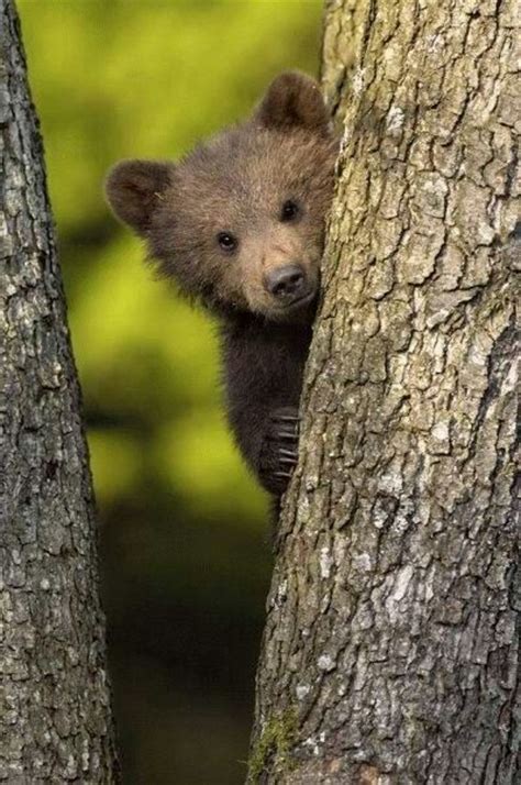 2528 Best Bears Are Cool Images On Pinterest Wild Animals Grizzly