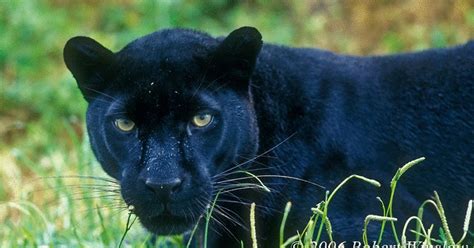Black Leopard Panther The Wildlife