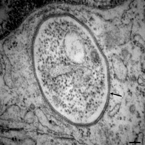 What do animal cells look like under a microscope. Untitled on emaze
