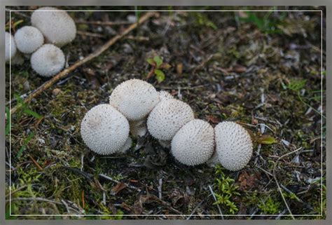 White Fungus Balls In Soil Al Ardh Alkhadra
