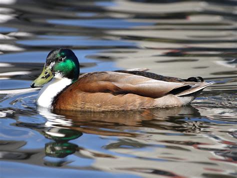 Male Hybrid Mallard Duck Photograph By Lynne Dymond