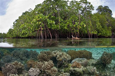 mangrove forest the knowledge library